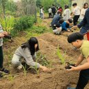 모종심기 (5월7일)-옥수수, 토마토, 가지, 호박, 양배추, 수박, 참외 이미지