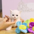 봉산동 강아지 이미지