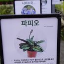 아울렛생활용품DC마트 | 남사화훼단지 에르베플라워아울렛 영업시간 다육이 화분 생화 방문후기