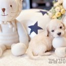행복한펫샵 | 강남강아지분양 펫샵 만족 후기!