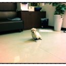 세븐동물병원 이미지