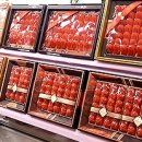 청춘농원 이미지