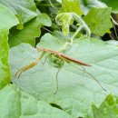 버마재비 이미지