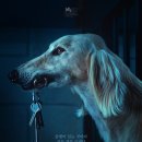 도그맨 | [영화기록] 도그맨