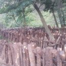 편백나무아래 이미지