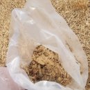 혜전대유치원 이미지