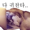 도도한강아지 이미지