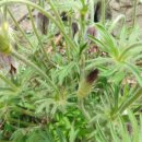 곰배령 팜스테이 이미지