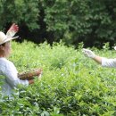 설아다원 이미지