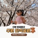 송죽초교 | 아이랑 가기 좋은 수원 벚꽃 명소 만석공원 만석거 벚꽃 실시간 개화 주차 산책 후기