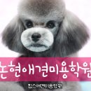 킴스애견미용실 이미지