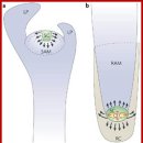 PLANT HORMONES 식물 호르몬 이미지