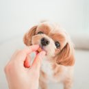 강아지 수제사료 사료 브랜드 좋은 개사료