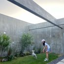 제주애단비 마주 이미지