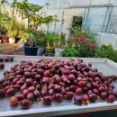 복실농장 이미지