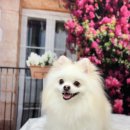 금촌애견 이미지