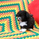 달링하이울산 이미지