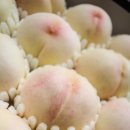 배꼽있는배 농원