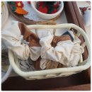 칠성로-5 이미지