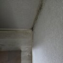 백화상점 | 구옥 주택의 숙명, 외벽 곰팡이 '백화상점' 제거제 내돈내산 후기