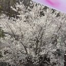 가수마을복지회관 | 거창 웅양면 제1회 웅양 벚꽃축제