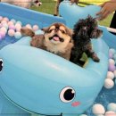 광주애견유치원호텔미용 마마스미독펜트하우스 본점 이미지