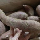 창바우농장 네이버블로그