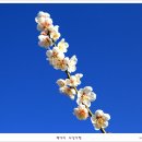 봄 이미지