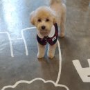 호야펫살롱 이미지