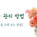 라넌에이미 이미지