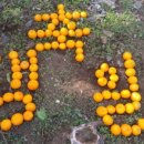 사직농장 이미지