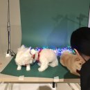 스튜디오독스