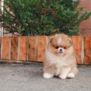 이쁜강아지 | 가양강아지분양 이쁜 아가와 행복 찾은 후기