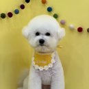 숑숑펫살롱 이미지