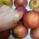 야생사과 | [내돈내산] 쿠팡 영주마실 못난이 사과 소과 리얼 후기: 못생겼는데 왜 자꾸 손이 가죠? (feat. 주먹만...
