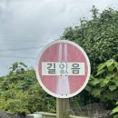 풍림홀 | 제주 구좌읍 카페 풍림다방 송당점 시그니처 카페타히티와 향긋한 쑥꽃차 후기