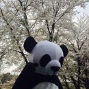 락셰프 이미지