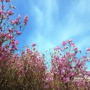 영취산 - 분홍빛 진달래의 능선