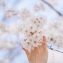 경주이용원 - 연제구 고분로113번길 4-8 | 경주 숨은 벚꽃명소, 오릉 돌담길 벚꽃만개(대릉원 말고 여기!!)