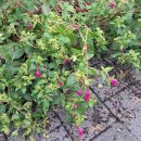 정리정돈+미니멀라이프 | 미니멀라이프 정리정돈 주방 비우기와 식물 기르기