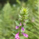 꽃며느리 이미지