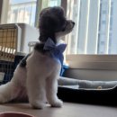 하이댕댕 펫살롱 이미지