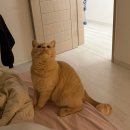 당근 오락실 이미지