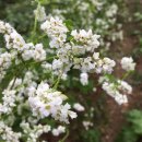 메밀사랑 이미지