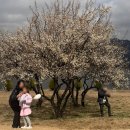 용당어린이공원 | 김해 아이와 가볼만한곳 용당나루 매화공원 실시간 개화상황