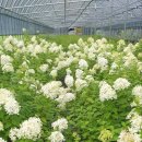 윙키핑키 이미지