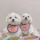 쓰담쓰담 이미지