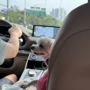 일영 봉주르, 경기도 장흥 일영 유원지 수영장 후기