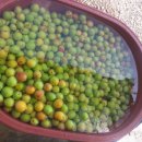 보물농장 이미지