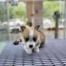 플레이독 파주본점 이미지